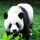 Giant Panda at Chengdu Panda Base