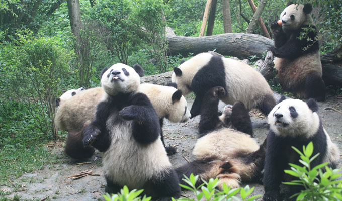 Giant Pandas at Chengdu Panda Base