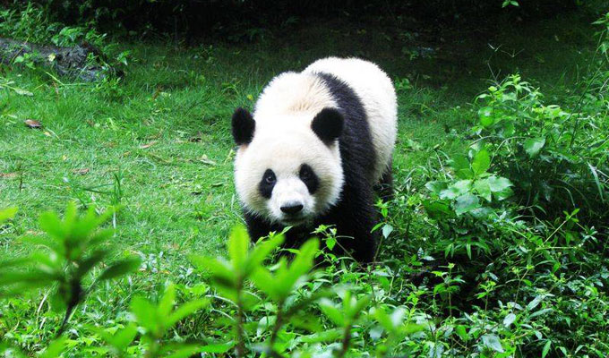 Giant Pandas at Chengdu Panda Base