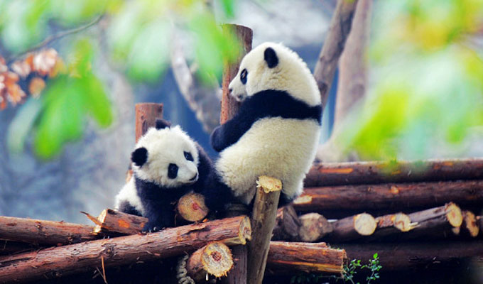 Giant Pandas at Chengdu Panda Base