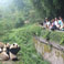 Feed Giant Panda at Chengdu Base