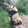 Feed Giant Panda at Chengdu Panda Base