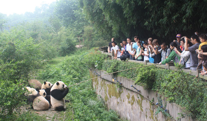 Feed the Pandas at Panda Kindergarten