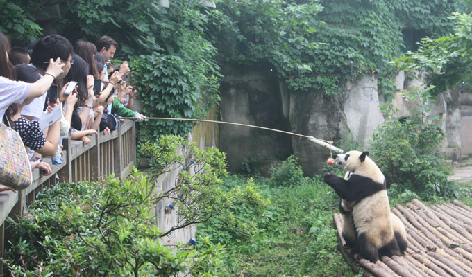 Feed the Pandas at Panda Kindergarten