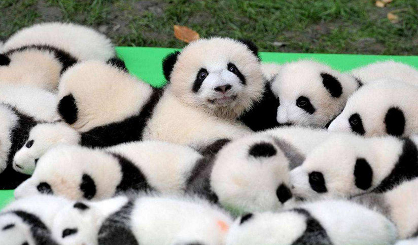 Baby Panda Photos Images In Chengdu Panda Base Bifengxia Panda Base