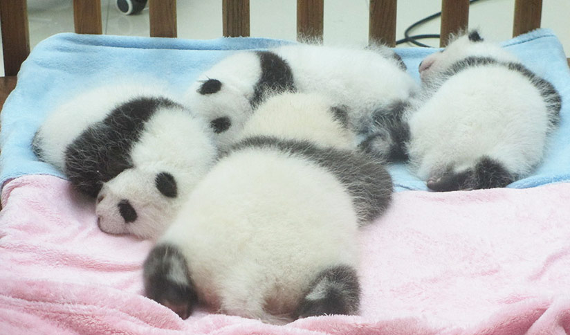 baby giant pandas