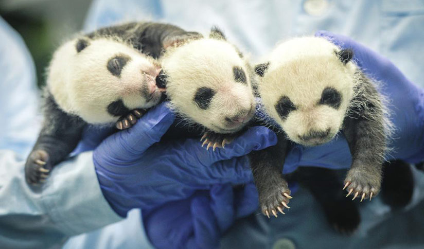 new born panda size