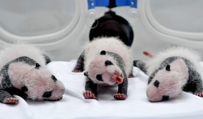 cool pictures of baby pandas