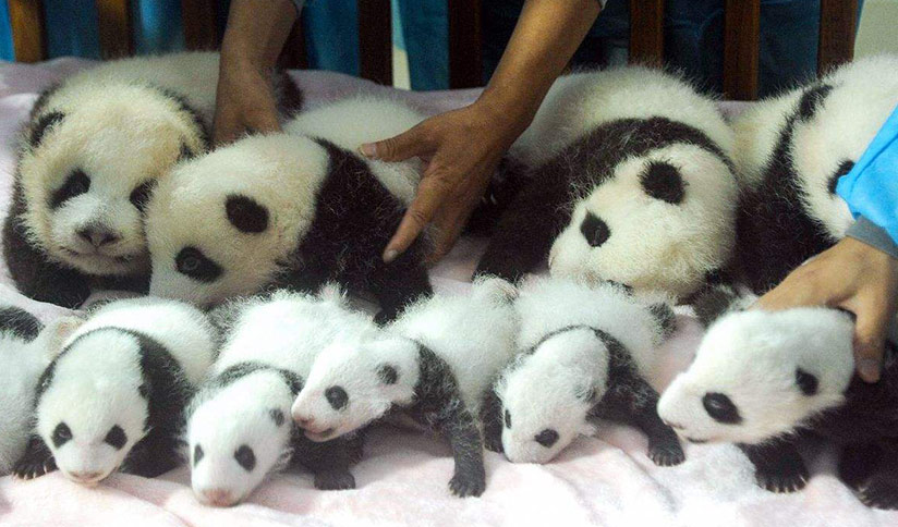 pictures of baby panda bears