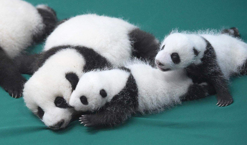 baby giant panda