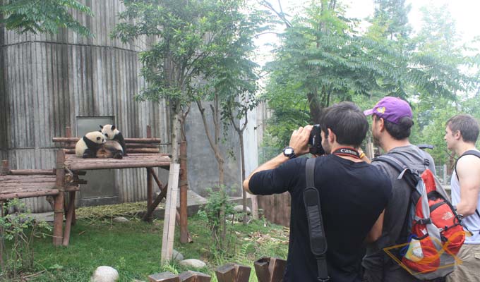 See Pandas with China Discovery