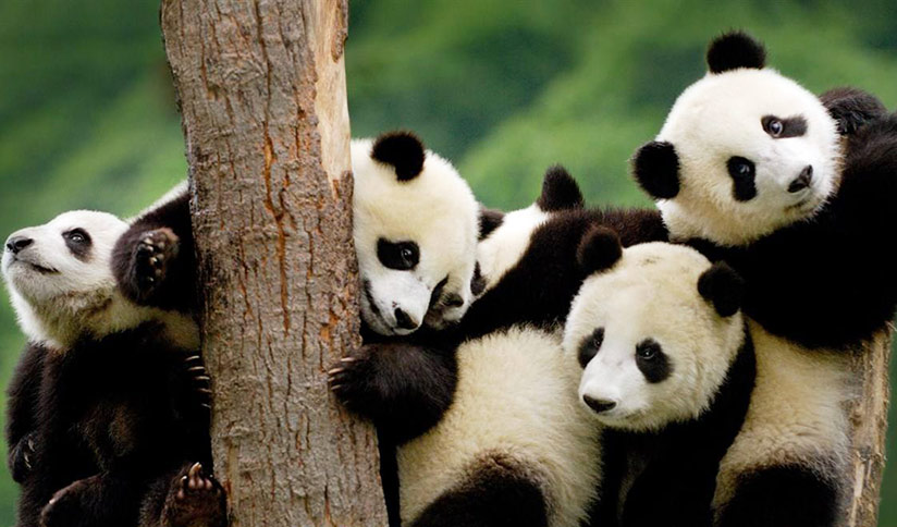 Sub-adult Giant Pandas