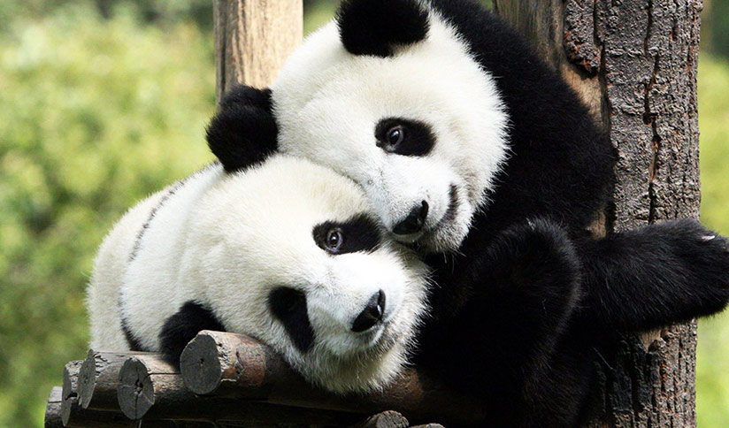 Sub-adult Giant Pandas