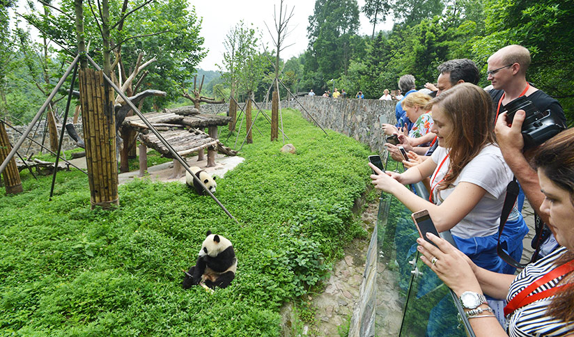 Sub-adult Giant Pandas