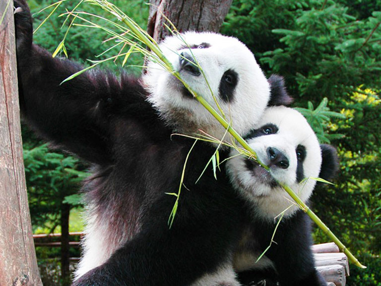 See Active Pandas at Chengdu Panda Base