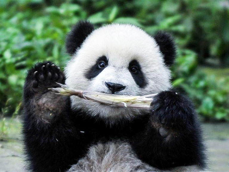 Panda Likes Eating Bamboo Shoots