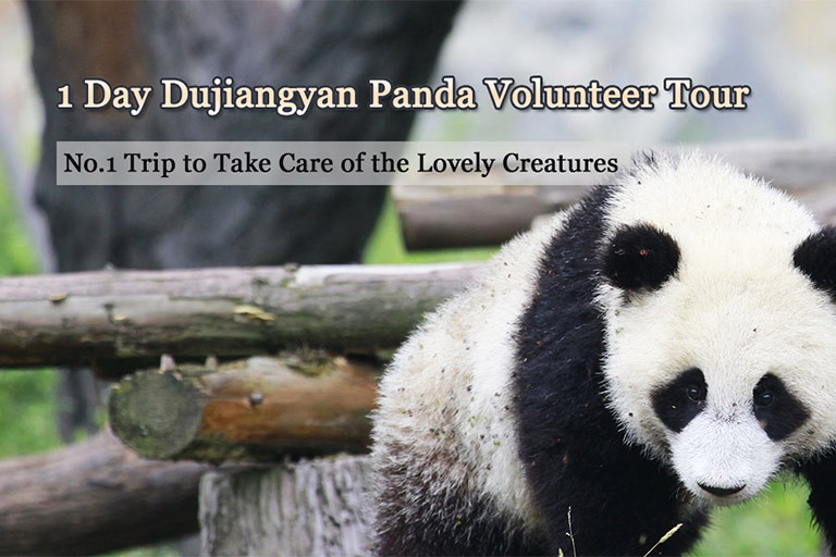 Chengdu Panda Tour, Panda Volunteer Tour, Panda Tours China 2023