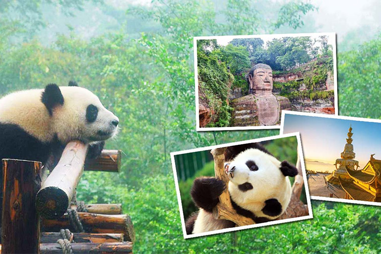 panda tour package