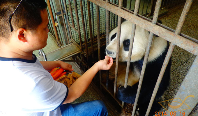  Feed the Giant Panda