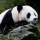 Wolong Panda Reserve Panda Pictures, Photos & Photography