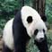 Wolong Panda Reserve Panda Pictures, Photos & Photography