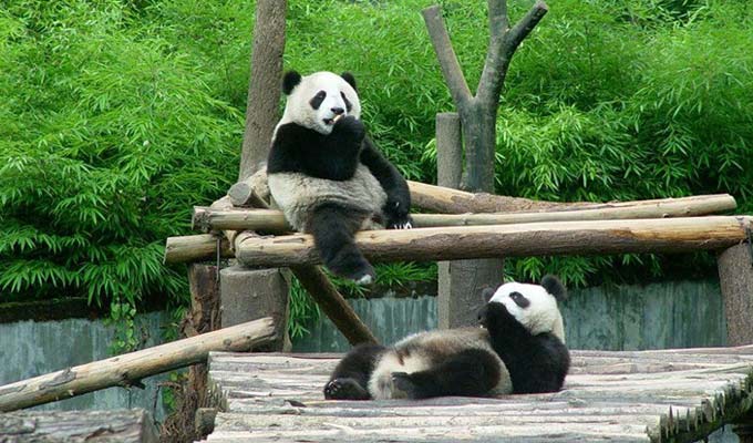 Pandas at Wolong Panda Reserve