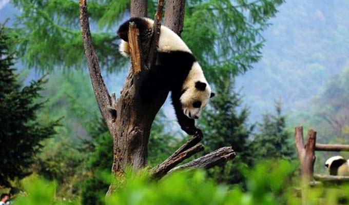 Pandas at Wolong Panda Reserve