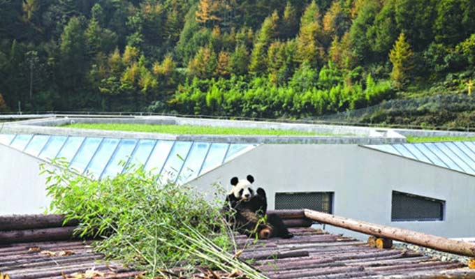 Cute Panda at Wolong Panda Reserve