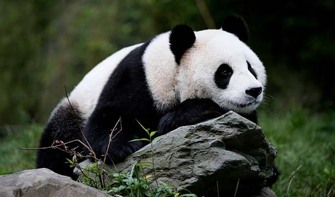 Cute Panda at Wolong Panda Reserve