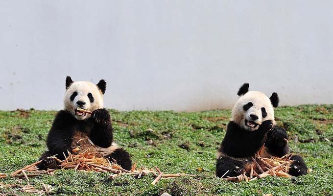 Pandas are eating bamboo