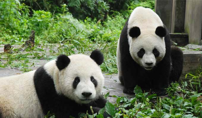 Wolong Panda Reserve Panda Pictures, Photos & Photography