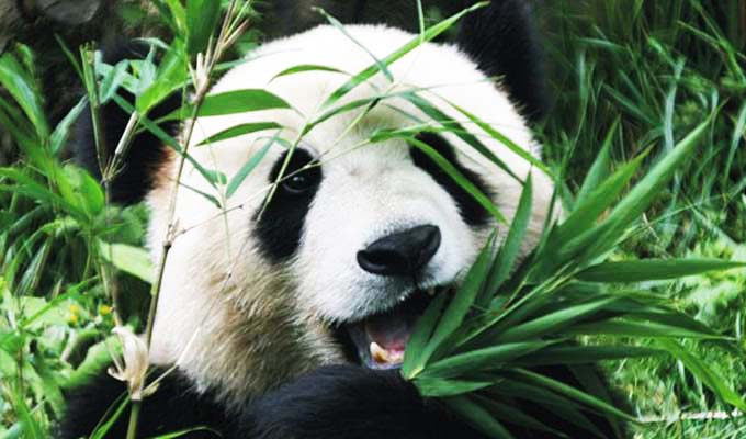 Panda at Wolong Panda Reserve