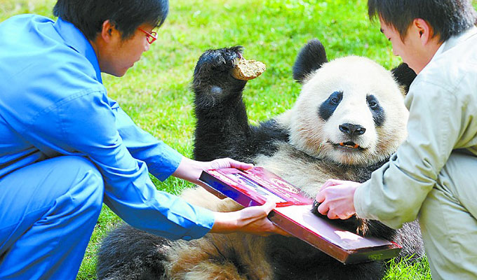 Giant Pandas at Wolong Panda Base