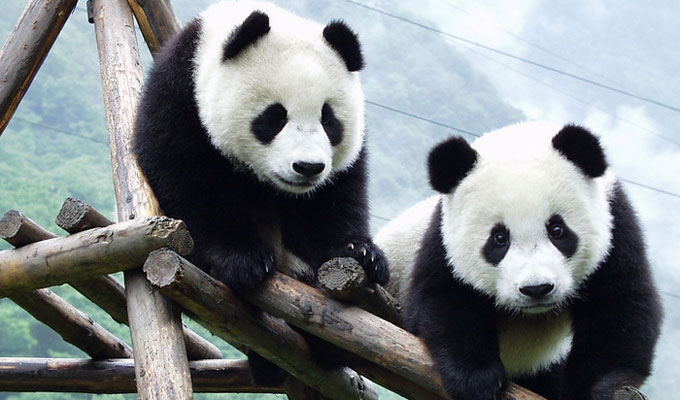 Pandas at Wolong Panda Reserve